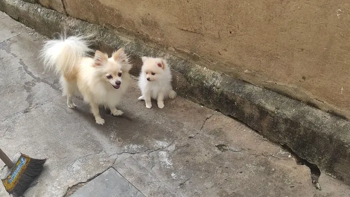 Lulu Pomerânia