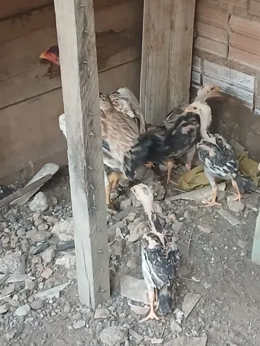 Animais