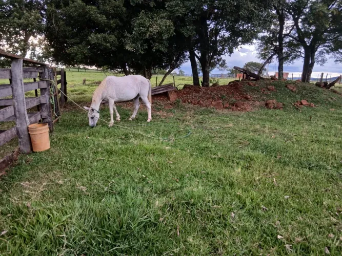 Vende Se Cavalo