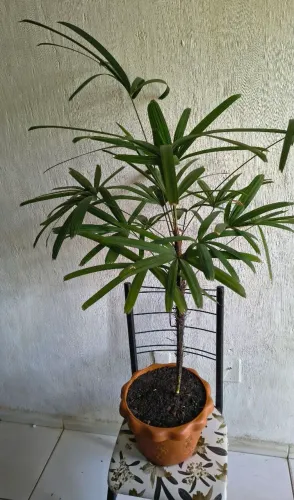 PALMEIRA RÁFIA 
