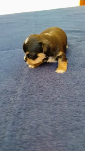 Chihuahua macho