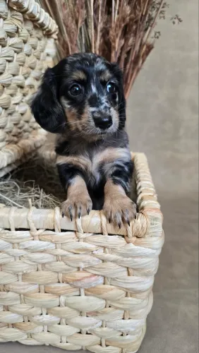 Dachshund pelo longo