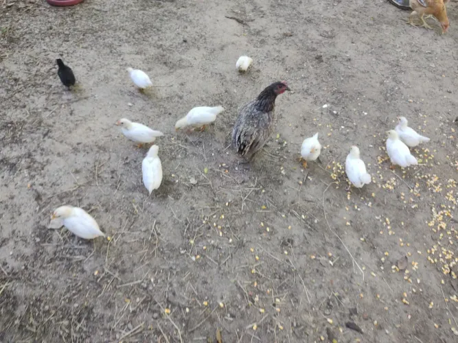 Galinha com 14 pintinhos de Aprox. 1 mes