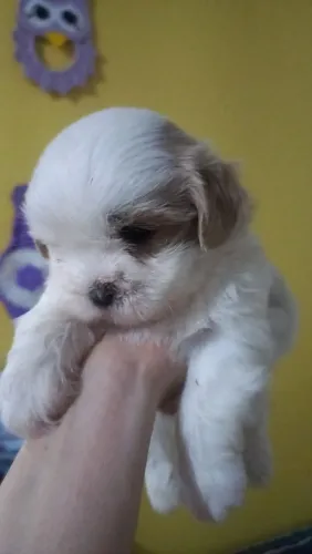 Shihtzu puro macho branco 