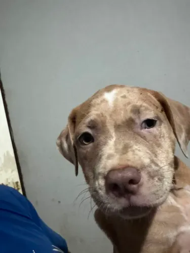Filhotes de Pitbull Merlin