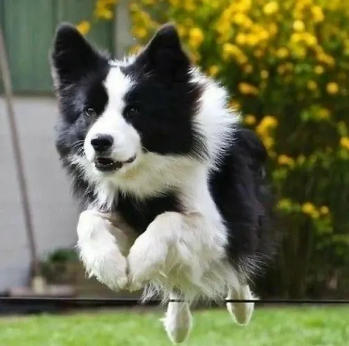 Border Collies Fêmeas Jovens