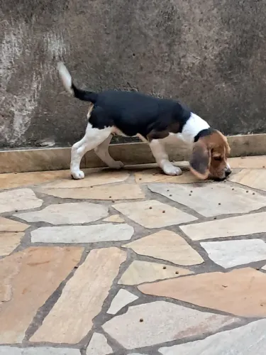 Filhote de Beagle