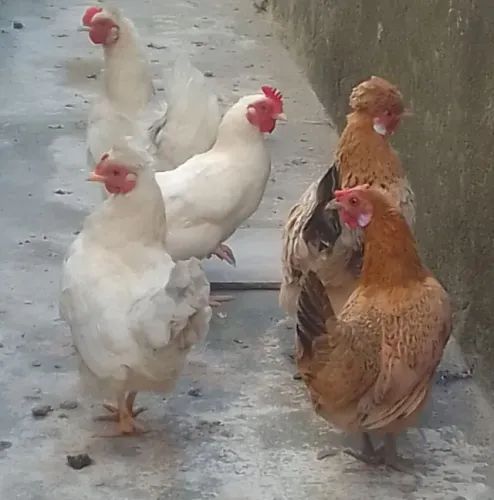 mini galinhas