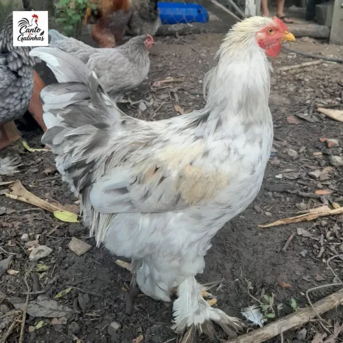 Lindo Galo da raça Brahma