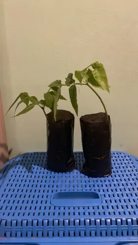 Mudas de cumaru