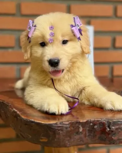 Filhotes de Golden Retriver