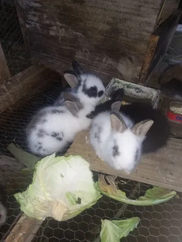 Coelhos