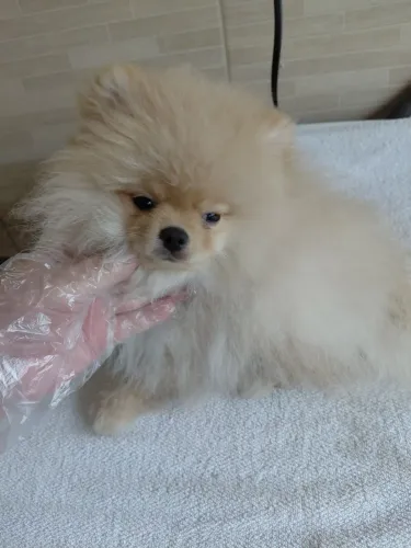 Spitz alemão macho