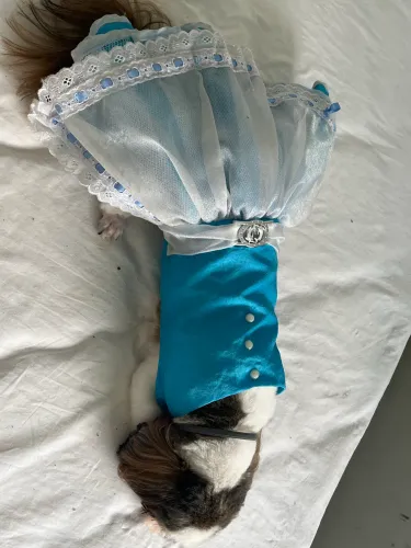 Roupas e acessorios pet