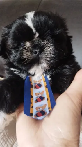 Shitzu puro com pedigree (miniatura)