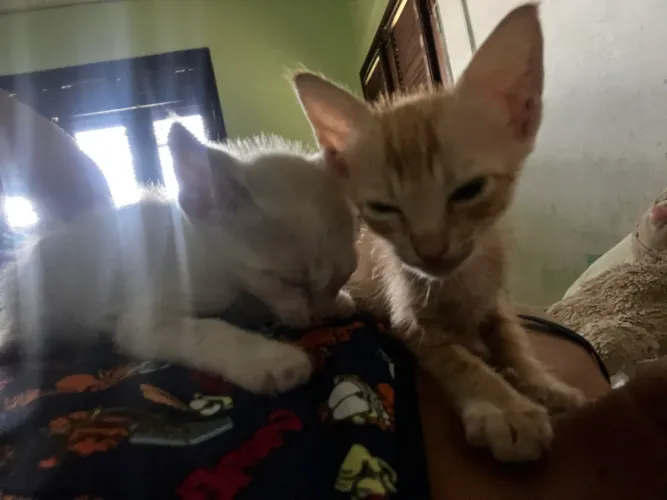 Adoção de gato