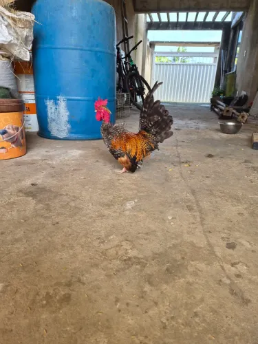 Mini garnize