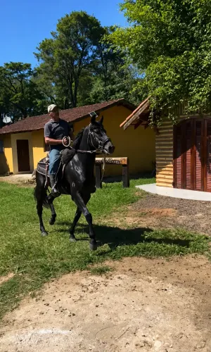 Vende-se Cavalo Mangalarga Marchador Registrado