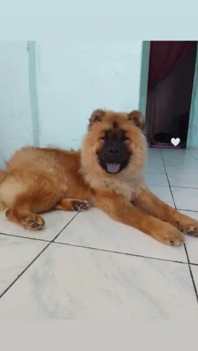 Doa se chow chow fêmea 5 anos