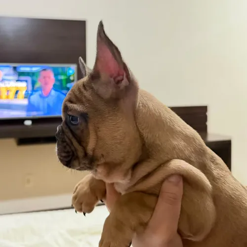Bulldog francês