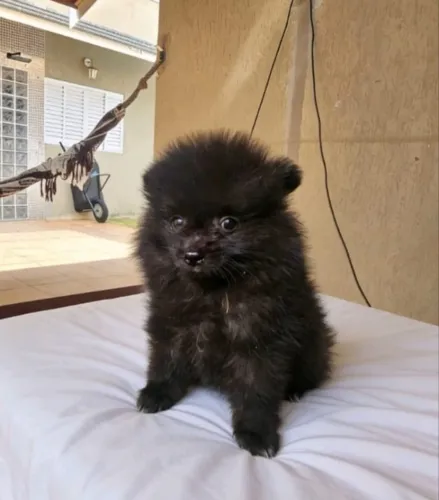 Spitz Alemão Machinho Um Pequeno Companheiro Cheio de Amor