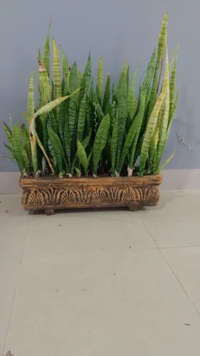 Vaso de planta