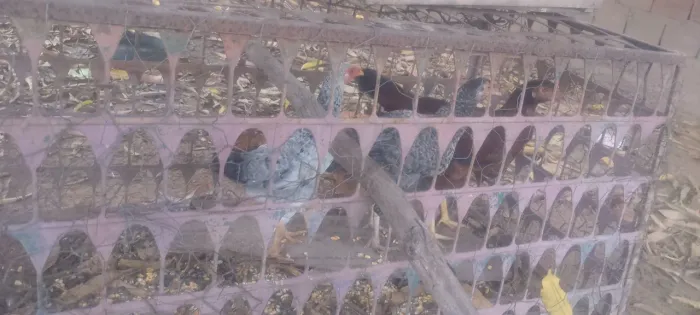 Vendo 5 galinha por 150 reais