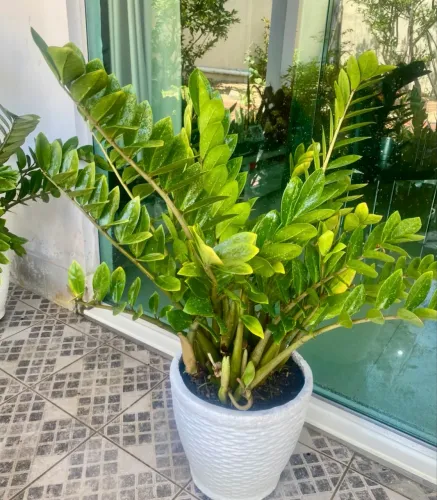 Plantas