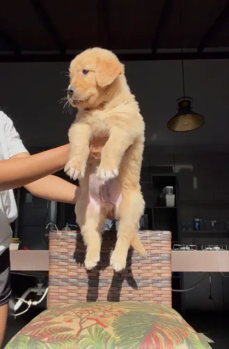 Golden retriever