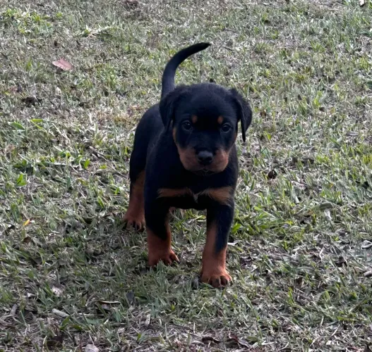 Rottweiler pronta entrega machos e fêmeas disponíveis