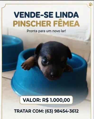 Vende-se pinscher número 1