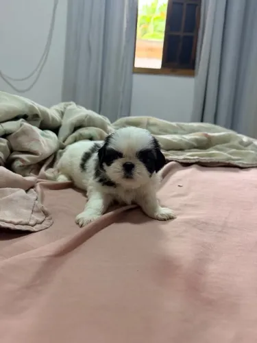 Shitzu