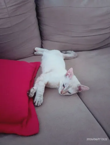 Filhote de gato fêmea 