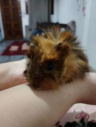Porquinho da índia peruano