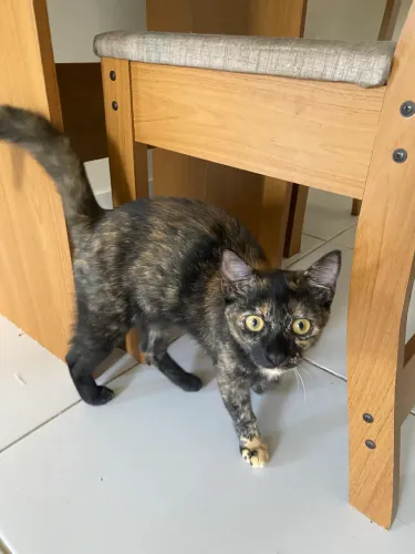 Doacao gato 3 meses femea