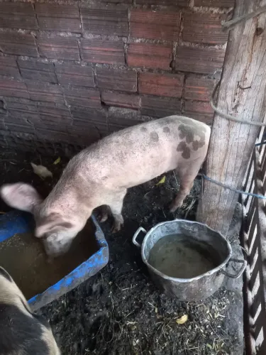 Vendo casal de porcos