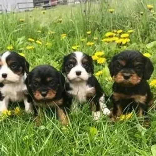 Cavalier King Charles Spaniel,Cavalier King Charles Spaniel Filhote Estrutura Perfeita Dis