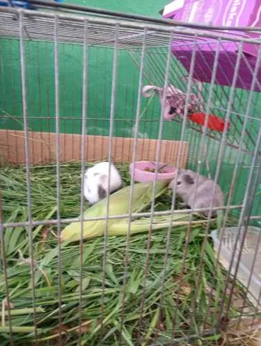 Porquinhos dá índia