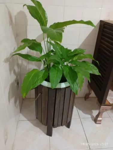 Vaso madeira
