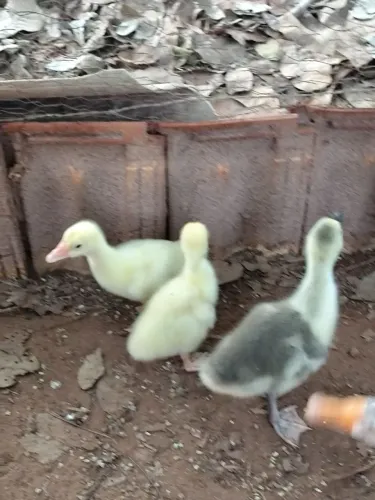 Gansinhos chinês pardo e chinês branco