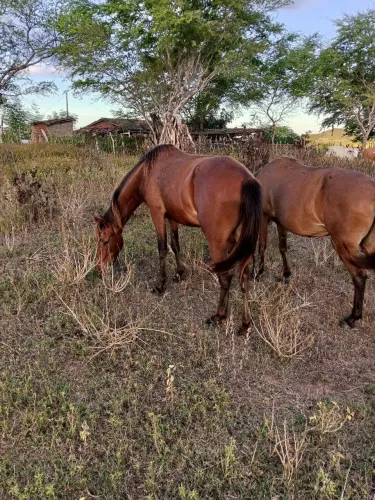 Duas égua pra trocar em outro cavalo
