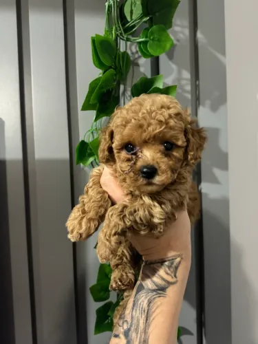 Poodle Toy com garantias vendas 