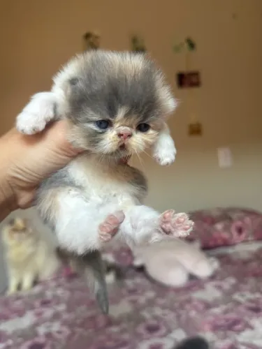 FILHOTE DE GATO PERSA