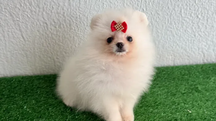 Lulu da pomerania ursinha minúscula !!!
