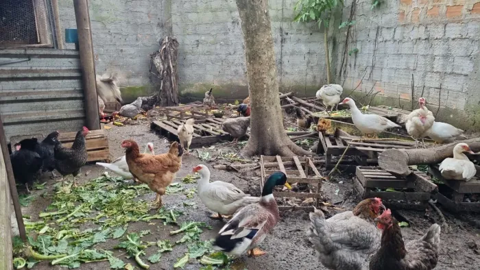 Vendo galinhas caipira 