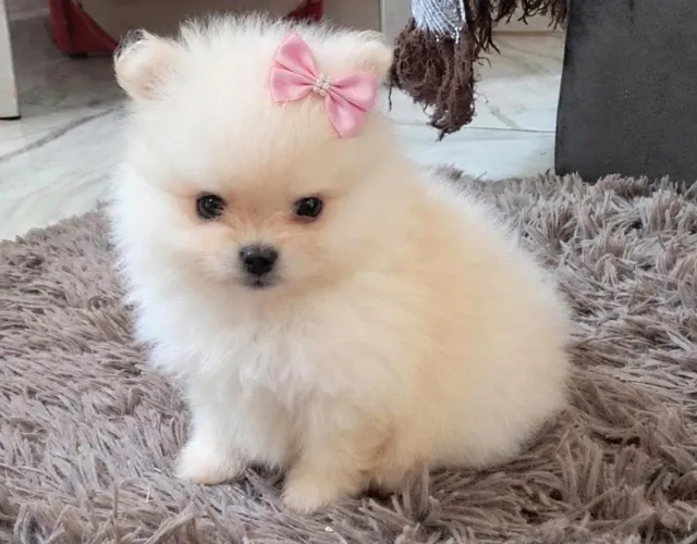 Spitz alemao anão 