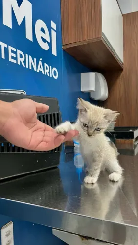 Doação de gatinha fêmea filhote