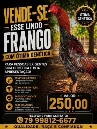 Galo de raça