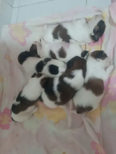 Filhote de Shitzu com Lhasa Apso