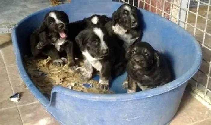 poodle x maltes Respondo pelo 9.9751.6491 Entrega imediata  Só paga ao receber o filhote  